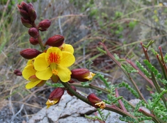 Erythrostemon angulatus