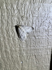 Operophtera bruceata