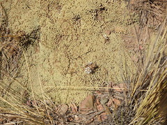 Azorelloideae