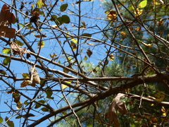 Viburnum prunifolium