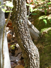 Viburnum prunifolium