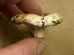 Russula cascadensis
