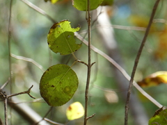 Viburnum prunifolium