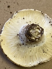 Russula cascadensis