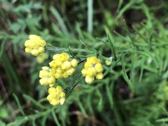 Helichrysum arenarium