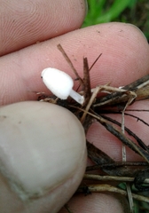 Coprinopsis pseudofriesii