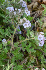 Phacelia cicutaria