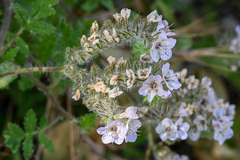 Phacelia cicutaria
