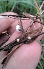 Coprinopsis pseudofriesii