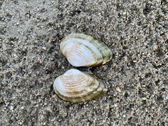 Truncilla donaciformis