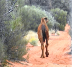 Camelus dromedarius