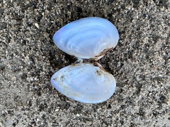 Truncilla donaciformis