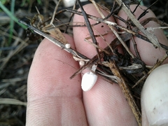 Coprinopsis pseudofriesii