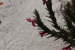 Chloanthes coccinea