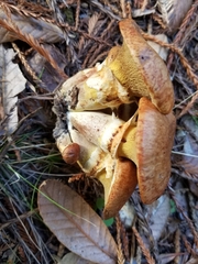 Suillus caerulescens