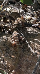 Gerrhonotus infernalis