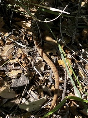 Gerrhonotus infernalis