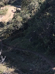 Semnopithecus schistaceus