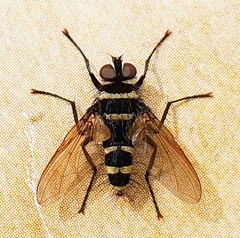 Trigonospila