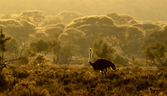 Struthio camelus australis