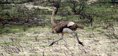 Struthio camelus australis