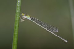 Pseudagrion australasiae