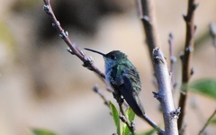 Elliotomyia viridicauda