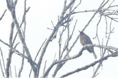 Myzomela obscura