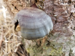 Ganoderma oregonense