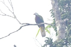 Ptilinopus magnificus