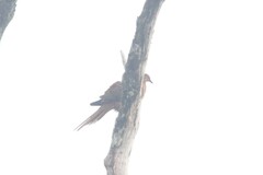 Macropygia phasianella