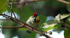 Psilopogon haemacephalus