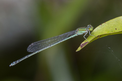 Pseudagrion australasiae