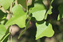Erythrina herbacea