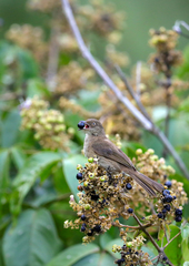 Pycnonotus pseudosimplex