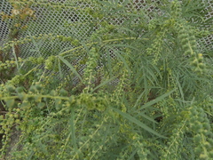 Ambrosia confertiflora