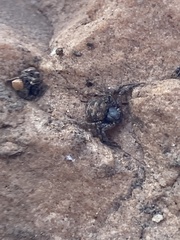 Bassaniana