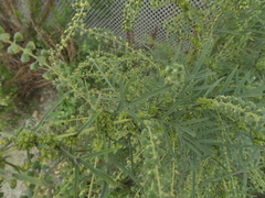 Ambrosia confertiflora