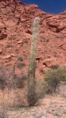 Trichocereus atacamensis