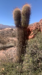 Trichocereus atacamensis