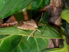 Halyomorpha halys