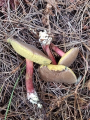 Xerocomellus atropurpureus