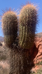 Trichocereus atacamensis