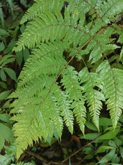 Ctenitis subglandulosa