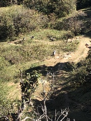 Semnopithecus schistaceus