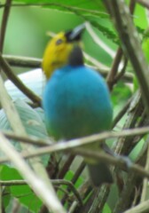 Tangara cyanoventris