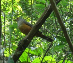 Turdus rufiventris
