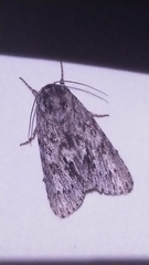 Acronicta longa