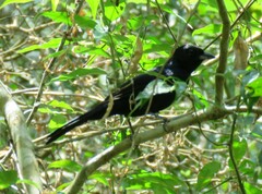 Tachyphonus coronatus