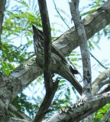 Myiodynastes maculatus